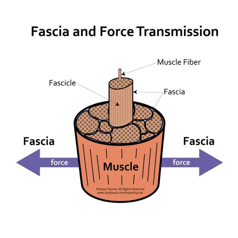 fascia and force transmission